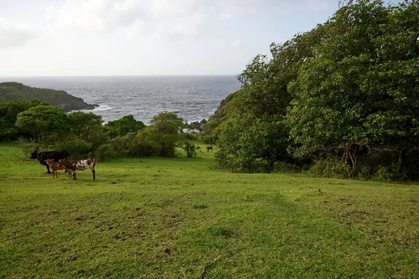 海を背景に放牧された牛の美しい景色 — ストック写真
