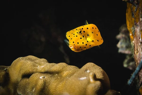 一只黄箱鱼在深蓝色的大海中在珊瑚礁上方游动的特写镜头 — 图库照片