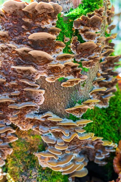 日光の森の木の幹に生えている野生のキノコの垂直ショット — ストック写真