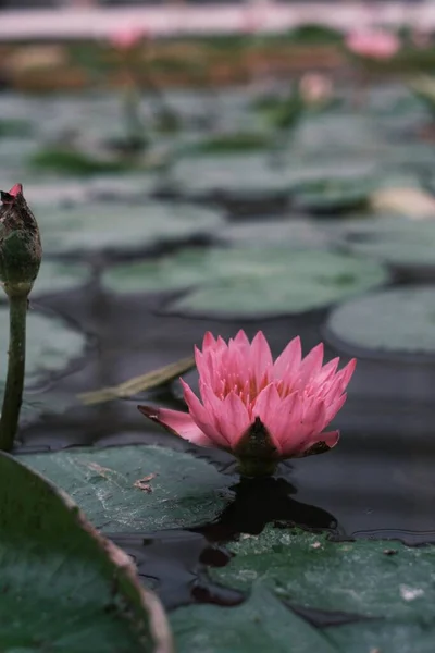 池のピンク色の睡蓮の垂直ショット — ストック写真