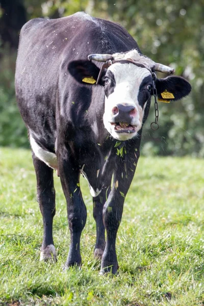 Вертикальный Снимок Черно Белой Коровы Зеленом Поле — стоковое фото