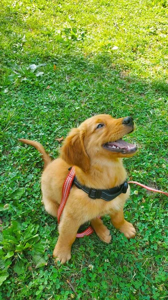 在一个阳光灿烂的日子里 一只可爱的金发碧眼的小猎犬在自然界里 — 图库照片