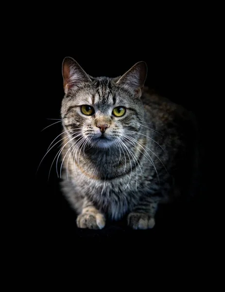 Domácí Hnědá Kočka Tmavém Pozadí Detailu — Stock fotografie