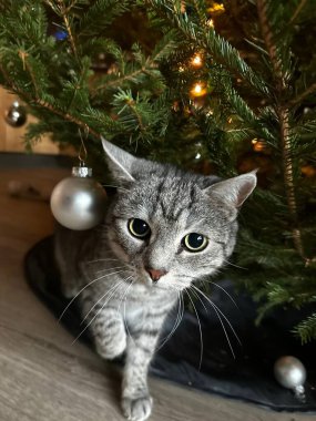 Noel ağacının altında bir kedi yavrusunun yakın plan fotoğrafı.