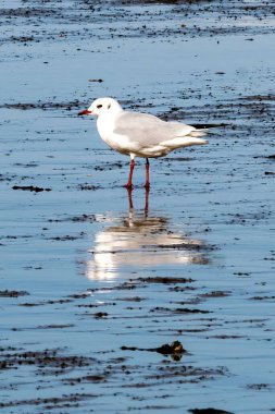 Mavi deniz kıyısına tünemiş beyaz bir martının dikey görüntüsü.