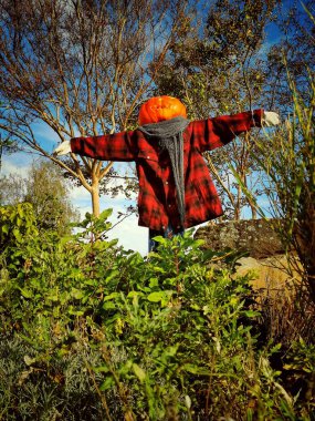 Güneşli bir günde, bir bahçede tişörtlü bir korkuluğun dikey yakın çekimi.