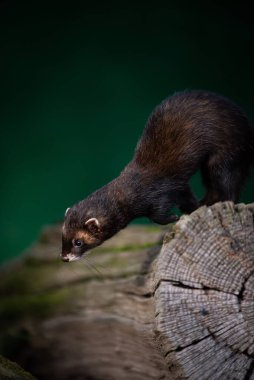 Sevimli bir Avrupalı kokarcanın devrilmiş bir ağaç kütüğünden aşağıya baktığı dikey, sığ bir odak görüntüsü.