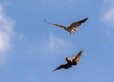 İki siyah kanatlı uçurtma güneşli bir günde hava savaşında