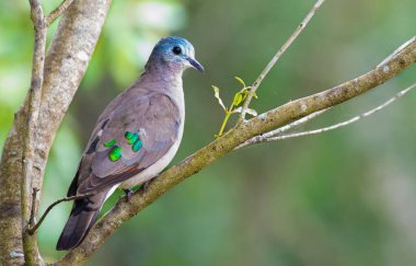 Güzel zümrüt güvercin bir ağaç dalında duruyor.