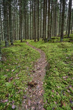 Ormandaki yüksek ağaçlarla çevrili bir patikanın görüntüsü..