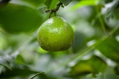 Ağaç dalında büyüyen sulu yeşil bir limonu yakından çek.