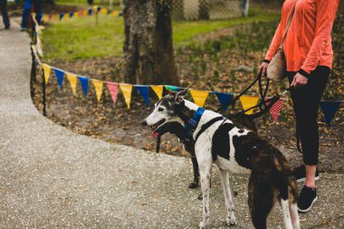 Kırmızı tasmalı ve ağzı açık siyah beyaz bir köpek.