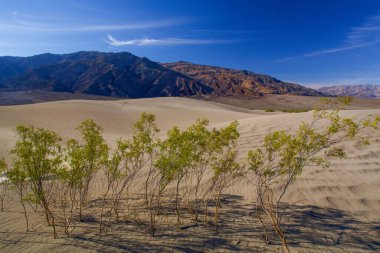 Güneşli bir günde çölde dağlara karşı büyüyen yeşil ağaçların manzarası.