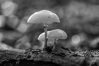 Beyaz, ıslak Oudemansiella mukoza mantarının yerde bulanık arkaplanlı gri tonlu makro görüntüsü.