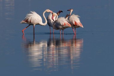 Güneşli bir günde sakin bir gölde dikilen bir grup flamingo.