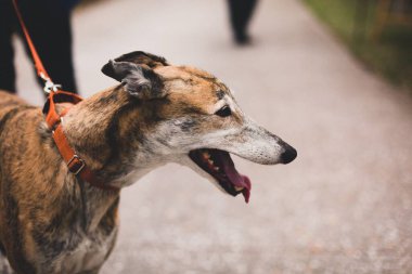 Kırmızı tasmalı ve dili dışarı çıkmış kahverengi bir köpek.