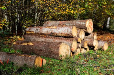 Güneşli bir havada ormanda yığılmış bir sürü tahta kütük.