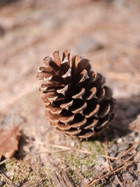 a lone brown pinecone sits on the ground soaking in the setting sun clipart