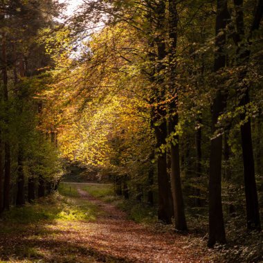 Sonbaharda ormanda bir patika