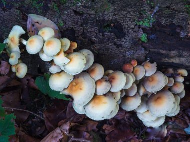 Sülfür mantarlarının yakın plan çekimi. Ormanda, güneş ışığı altında.