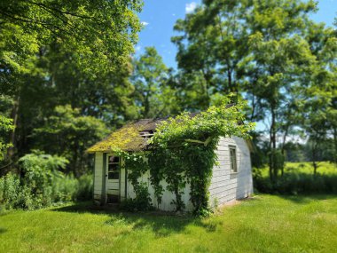 Güneşli bir günde çayırdaki yeşil tırmanma bitkileriyle kaplı ahşap bir barakanın seçici odağı.