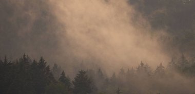 Sisli bir havada arka planlar ve duvar kağıtları için güzel yeşil orman.