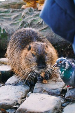 Nutria 'nın kayaların üzerinde oturup güvercinle yemek yediği dikey bir fotoğraf.