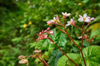 Ormanda açan güzel bir kır çiçeğinin yakın çekimi.