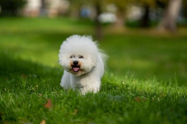 Bichon Frise 'nin çimlerin üzerinde parkta yürüdüğü yakın plan, bulanık arka plan.