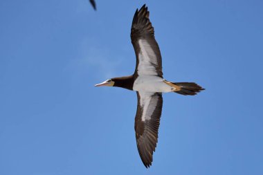 Mavi gökyüzüne doğru uçan kahverengi bir meme.