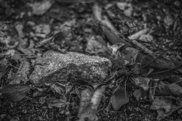 Uma Escala Cinza Pedra Folhas Secas Outono Chão Floresta — Fotografia de Stock