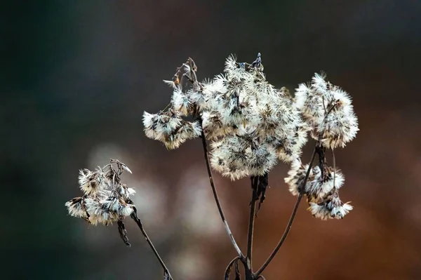 Nahaufnahme Einer Hanfpflanze Eupatorium Cannabinum Auf Braunem Hintergrund — Stockfoto