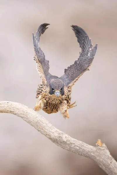 A vertical closeup of a peregrine falcon landing. Falco peregrinus.