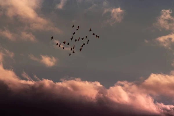 Низкоугольный Снимок Стаи Голубей Облачном Небе — стоковое фото