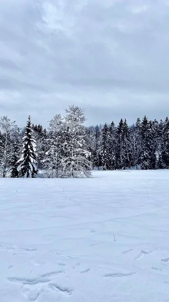 Una Splendida Vista Sugli Alberi Sempreverdi Ricoperti Neve Nella Foresta — Foto Stock