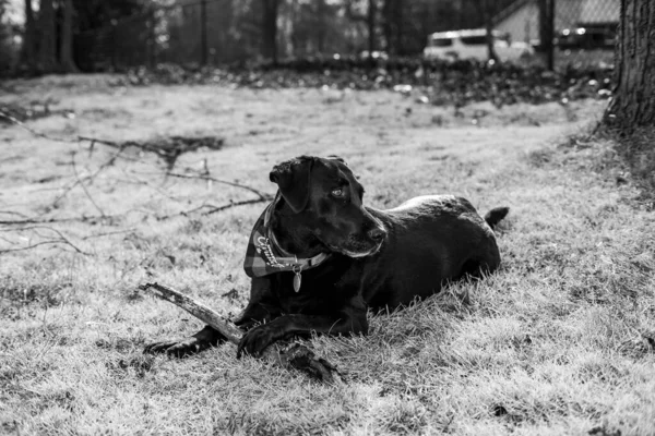 Серый Снимок Чёрной Собаки Лабрадора Гуляющей Полю — стоковое фото