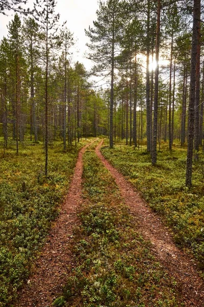 Une Image Chemin Pas Entouré Hauts Arbres Dans Forêt — Photo