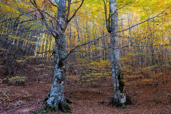 Eine Nahaufnahme Von Bäumen Wald Von Valia Kalda Epirus Nordgriechenland — Stockfoto