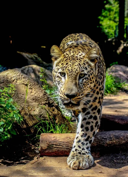Primer Plano Leopardo Wolaking Naturaleza —  Fotos de Stock