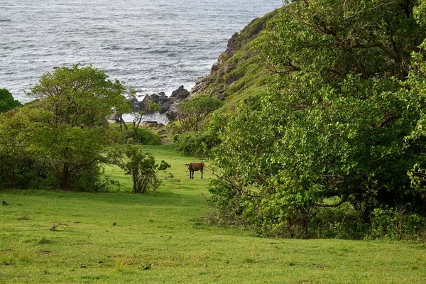 Ein Schöner Blick Auf Eine Kuh Auf Der Weide Vor — Stockfoto