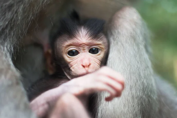 Detailní Záběr Roztomilé Chlupaté Opice Odpočívající Matčině Klíně — Stock fotografie