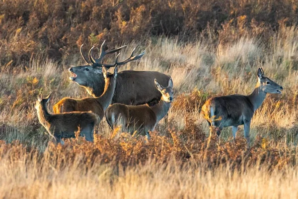 Una Manada Ciervos Rojos Exmoor Durante Temporada Apareamiento Anual —  Fotos de Stock