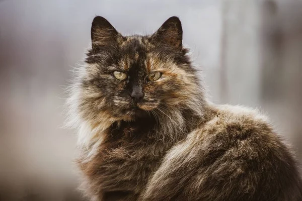 Ein Schöner Blick Auf Eine Katze Die Die Kamera Blickt — Stockfoto