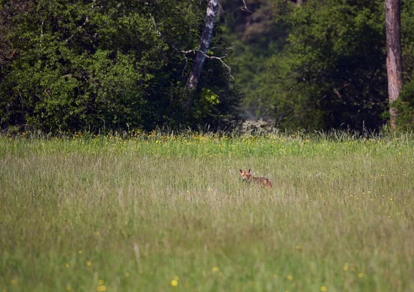 ドイツのバイエルン州のイシャー川の周りの牧草地に隠れているキツネ — ストック写真