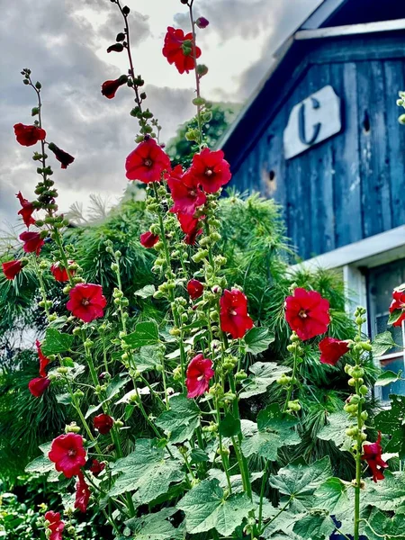 Tiro Vertical Flores Malva Roja Floreciendo Arbusto Con Edificio Madera — Foto de Stock