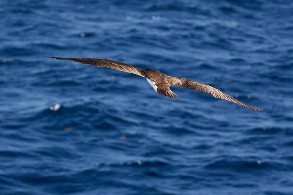Närbild Fågeln Som Flyger Över Havet — Stockfoto