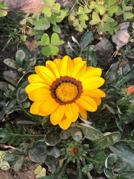 Eine Vertikale Nahaufnahme Einer Wunderschönen Gelben Gazania Rigens Schatzblume Die — Stockfoto