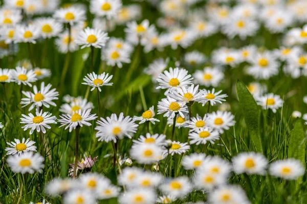 Een Close Van Kamillebloemen Weide Omgeven Door Groen Gras — Stockfoto