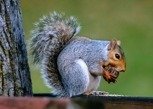 Nahaufnahme Eines Niedlichen Eichhörnchens Das Tagsüber Eine Nuss Frisst — Stockfoto