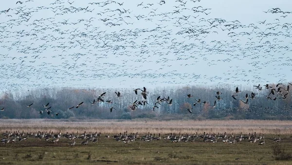 Närbild Vackra Fåglar Som Flyger Skogen — Stockfoto